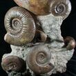 Huge Hammatoceras Ammonite Sculpture #7639-6